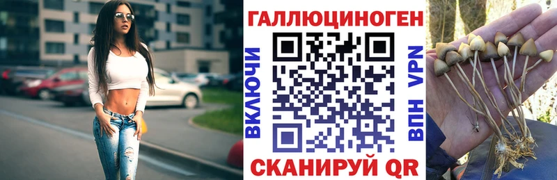 mega   Кинель  Галлюциногенные грибы Psilocybine cubensis 